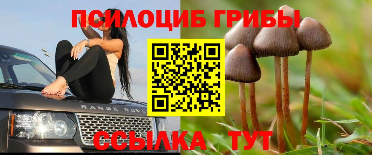Псилоцибиновые грибы Psilocybe  Вход с VPN  Ставрополь  Псилоцибиновые грибы Psilocybe 
